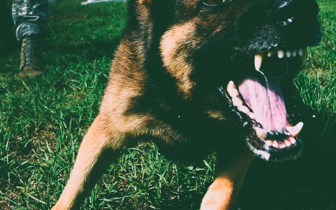 Responsabilità extracontrattuale: cosa succede se il cane morde una persona?