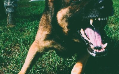 Responsabilità extracontrattuale: cosa succede se il cane morde una persona?